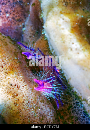 Eine behaarte rosa Squat Lobster passt perfekt in seine Heimat an einem Korallenriff in der Flores-See in der Nähe von Insel Komodo, Indonesien. Stockfoto