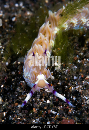 Ein Pteraeolidia Ianthina Nacktschnecken sieht aus wie ein Weltraum-Monster auf ein Korallenriff in der Flores-See in der Nähe von Insel Komodo, Indonesien. Stockfoto