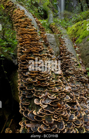 Polypore Pilze oder Turkeytail Pilz (Trametes versicolor) über einen umgestürzten Baum. Stockfoto