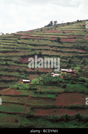 Für kleinräumige Landwirtschaft im Hügelland in der Nähe von Kabale Terrassen Süd-West-Ost-Afrika Uganda Stockfoto