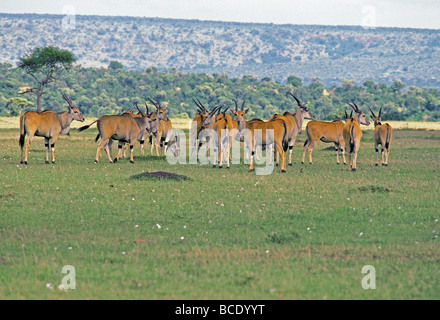 Eine Zucht Herde von Eland Tauro ORYX Masai Mara National Reserve Kenia in Ostafrika die Herde jungen Frauen besteht aus Stockfoto