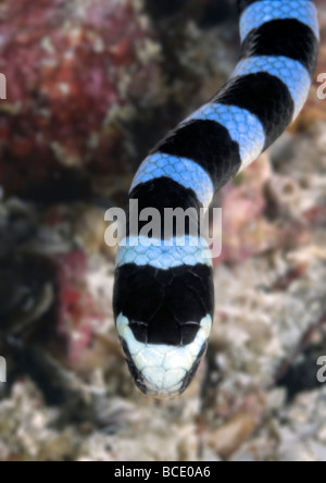 Ein Kopfschuss eine Korallenschlange als es windet sich entlang eines Korallenriffs in der Flores-See in der Nähe von Insel Komodo, Indonesien. Stockfoto