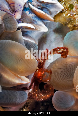 Ein Korallen-Garnelen und ein Orang-Utan-Krabbe sind Nachbarn in der Blase Korallen an einem Riff in der Nähe von Komodo Island in The Flores Sea. Stockfoto