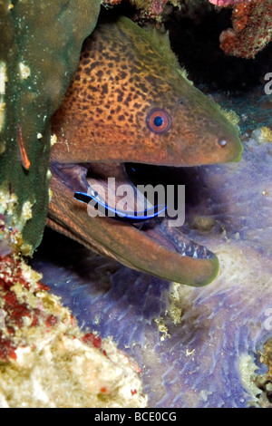 Ein junger Bluestreak Reinigungsmittel Wrasse hält ein Giant Moray Eel kostenlose Fom Parasiten in der Flores-See in der Nähe von Insel Komodo, Indonesien. Stockfoto