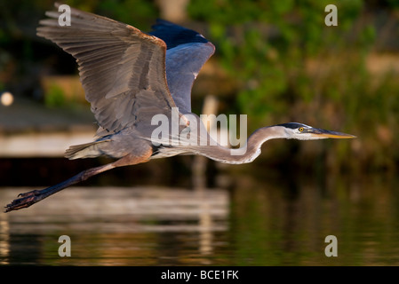 Ein Great Blue Heron übernimmt Lake Windsor in Bella Vista, Arkansas, Vereinigte Staaten von Amerika Flug. Stockfoto