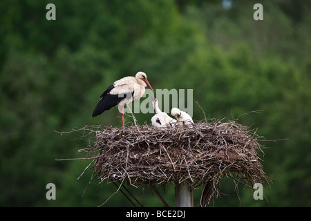 Weißstörche im nest Stockfoto