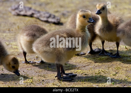 Kanadagans Branta Canadensis, Gänsel im Wattenmeer bei San Malo Parksville Vancouver Island BC im Mai Stockfoto