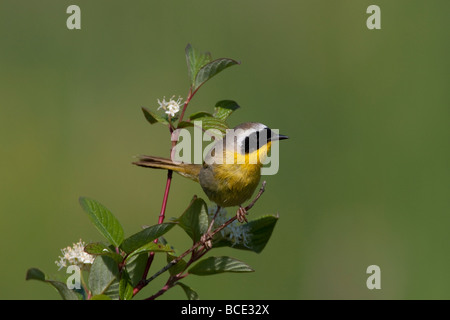 Gemeinsamen Yellowthroat Geothlypis Trichas thront auf einem Busch am Buttertubs Marsh Nanaimo Vancouver Island BC im Juni Stockfoto