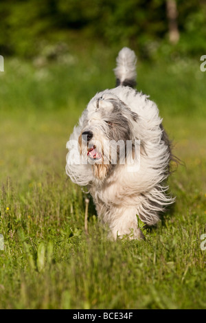 Hund läuft auf Feld Stockfoto