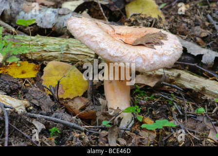 Milch-Wollmütze Lactarius torminosus Stockfoto