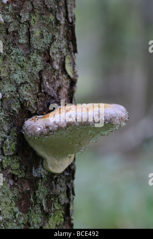 Rot gebändert Polypore Fomitopsis pinicola Stockfoto