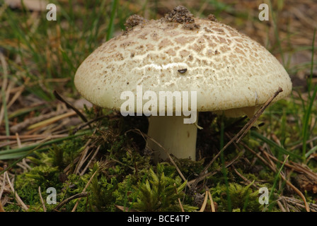 falscher Tod Cap Amanita citrina Stockfoto