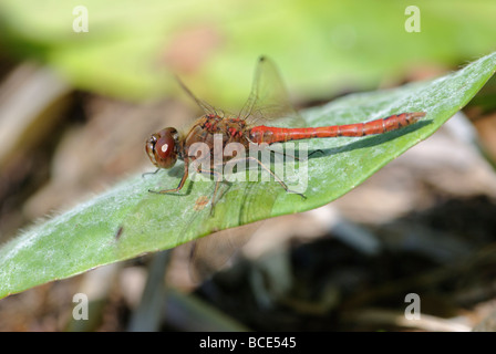 Männliche schnauzbärtige Darter, Sympetrum Vulgatum landete auf einem Blatt Stockfoto