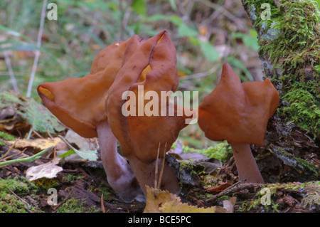 Pilze sattelförmige False Morel montanen Inful Stockfoto