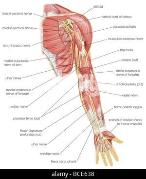 Ansicht von ventral des linken Armes, Median, ulnar und radial Nerven und anderen Zweigen der Plexus brachialis zeigen. Stockfoto