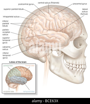 Die rechte Hemisphäre des Gehirns, an Ort und Stelle innerhalb des Schädels gezeigt. Der Inset-highlights der vier Lappen des Gehirns. Stockfoto