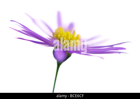 Brachyscome Iberidifolia gemeinhin als Swan River daisy Stockfoto