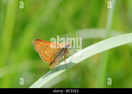 Schmetterling groß Skipper Ochlodes venatus Stockfoto