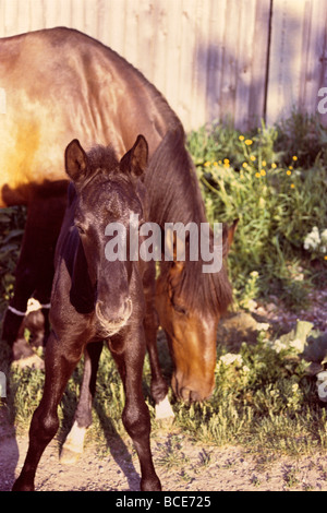 Baby Pferd mit seiner Mutter Stockfoto