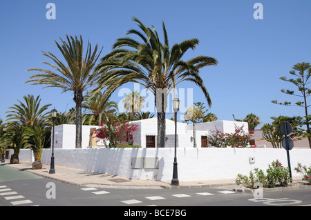 Palmen in Corralejo, Kanarische Inseln-Spanien Stockfoto