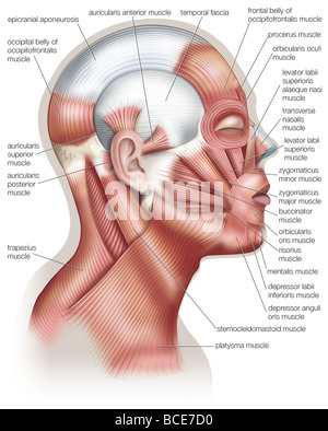 Die Muskeln des menschlichen Kopfes verwendet im Gesichtsausdruck. Stockfoto