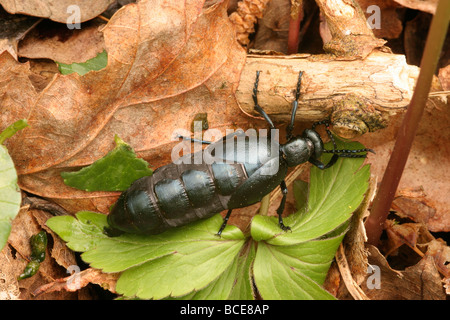 Gemeinsame Öl-Käfer Meloe proscarabaeus Meloidae weiblich im Wald UK Stockfoto