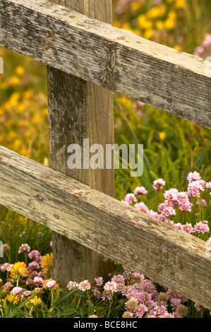 Meer-Rosen wachsen auf der Klippe neben Holz Fechten im Bedruthan Steps in Cornwall UK Stockfoto