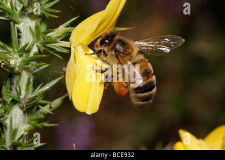 Honig Biene Apis Mellifera westlicher Stechginster Pollen aus den Antheren, nach oben gegen die Unterseite uk Schub sind, Bürsten Stockfoto