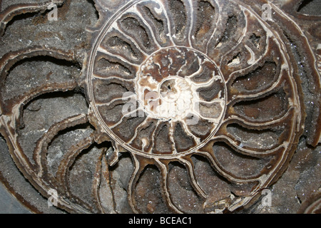 Ammonit Asteroceras Stellare Lyme Regis, Dorset, England, UK Stockfoto