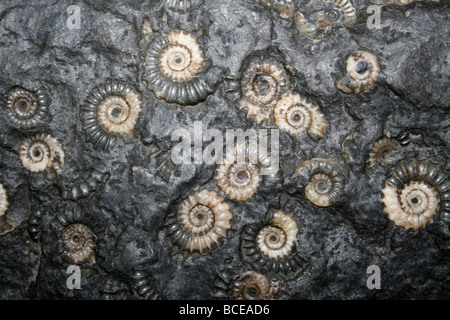 Marston Magna Marmor Ammoniten Fossil Somerset, England, Vereinigtes Königreich Stockfoto