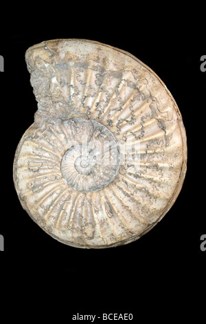 Ammonit Asteroceras Arten Stockfoto