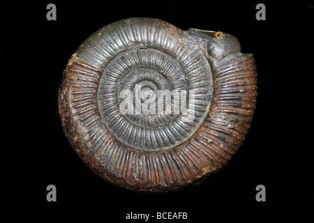 Ammonit Snakestone Dactylioceras Gemeinde von Whitby, unteren Jura, oberen Lias Stockfoto