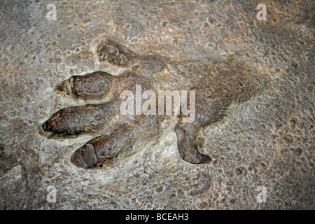 Altersbestimmung Stortonense Präsenz in Sandstein, Storeton Steinbruch, Cheshire, England, UK Stockfoto