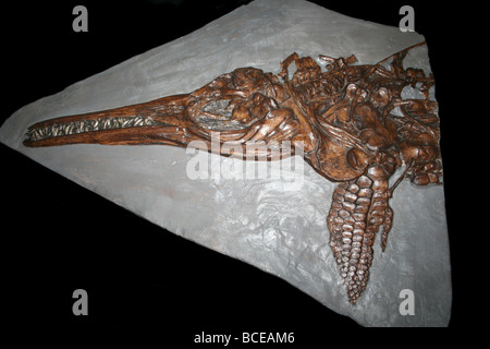 Ichthyosaurus Lias, Dorset, England, UK Stockfoto