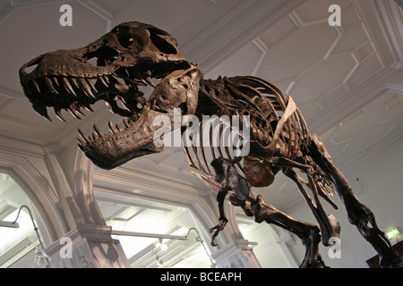 Stan T-Rex Hell Creek Formation South Dakota, USA Stockfoto