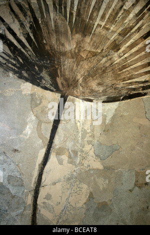 Sabalites Palm Leaf Wedel fossilen Wyoming, USA Stockfoto