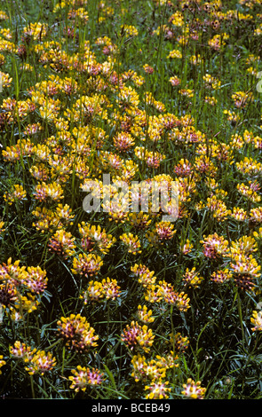 Niere Wicke Anthyllis Vulneraria Fabaceae UK Stockfoto