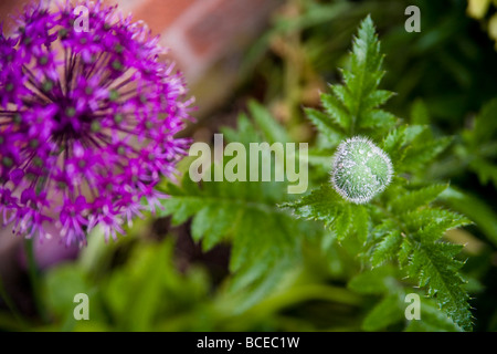 Wassertropfen auf einem ungeöffneten Poppy Flower Head und einen Lila Allium Giganteum Blume. Stockfoto