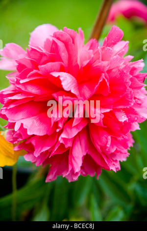 Eine rote Paeony Blütenstand, Nahaufnahme. Stockfoto