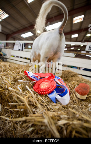 Siegerrosetten auf einem Strohballen auf der South of England Show in Ardingly im Viehstall. Stockfoto