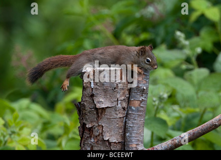 Eichhörnchen Tamiasciurus Hudsonicus ausgestreckt auf Baumstumpf in Nanaimo Vancouver Island BC im Mai Stockfoto