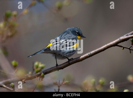 Gelb-Psephotus Warbler Dendroica Coronata (Audubons) thront auf AST Buttertubs Marsh Vancouver Insel BC im April Stockfoto