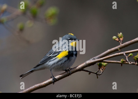 Gelb-Psephotus Warbler Dendroica Coronata (Audubons) thront auf AST Buttertubs Marsh Vancouver Insel BC im April Stockfoto