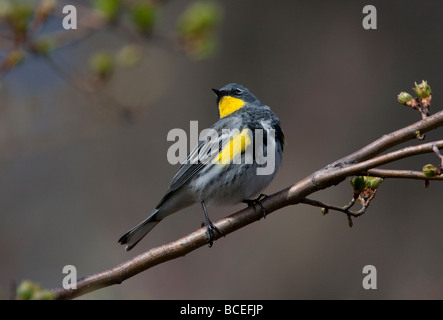 Gelb-Psephotus Warbler Dendroica Coronata (Audubons) thront auf AST Buttertubs Marsh Vancouver Insel BC im April Stockfoto