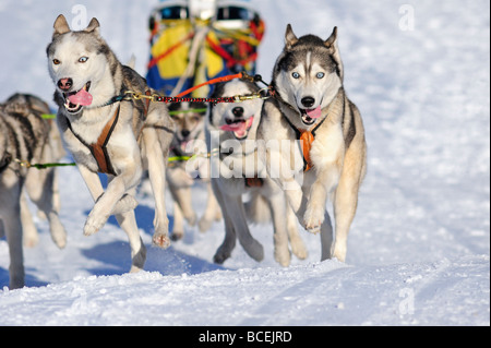 Details zu ein Schlittenhunde-Team in voller Aktion in Richtung der Kameras Stockfoto