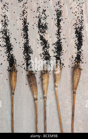 Welsh Mohn Seedheads und Samen auf Holz Stockfoto