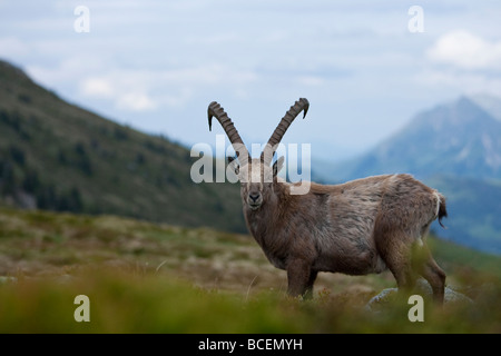 Capra Ibex Steinbock Alpine Ibex Niederhorn Beatenberg Berner Oberland Schweiz alte männliche Bock Stockfoto