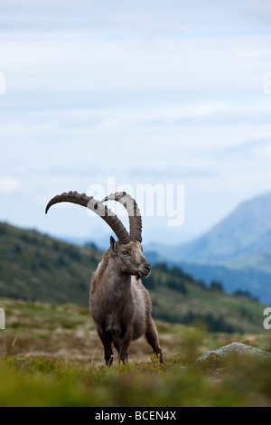 Capra Ibex Steinbock Alpine Ibex Niederhorn Beatenberg Berner Oberland Schweiz alte männliche Bock Stockfoto