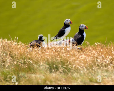 Papageientaucher auf Insel können Firth of Forth-Schottland Stockfoto