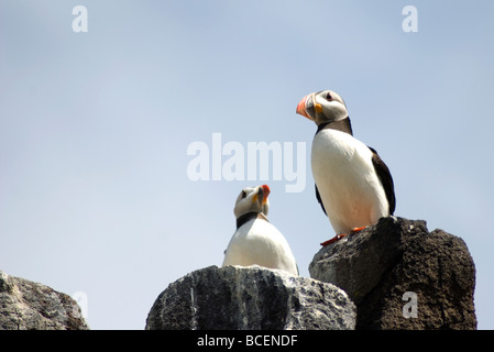 Papageientaucher auf Insel können Firth of Forth-Schottland Stockfoto